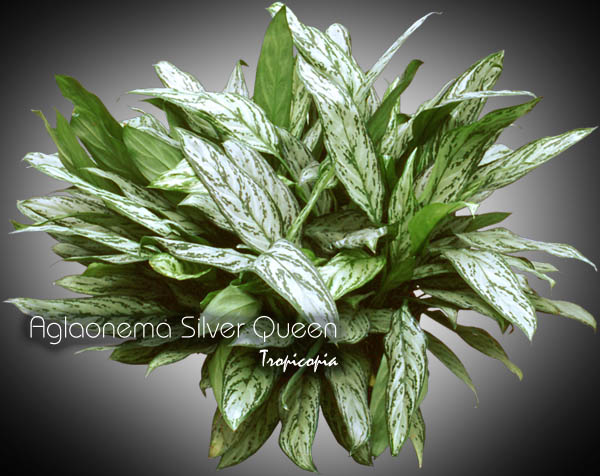 Aglaonema - Aglaonema Silver Queen - Aglaonema - Chinese Evergreen